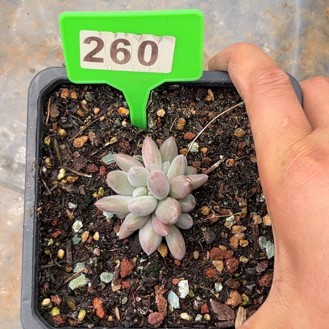 多肉植物红体260