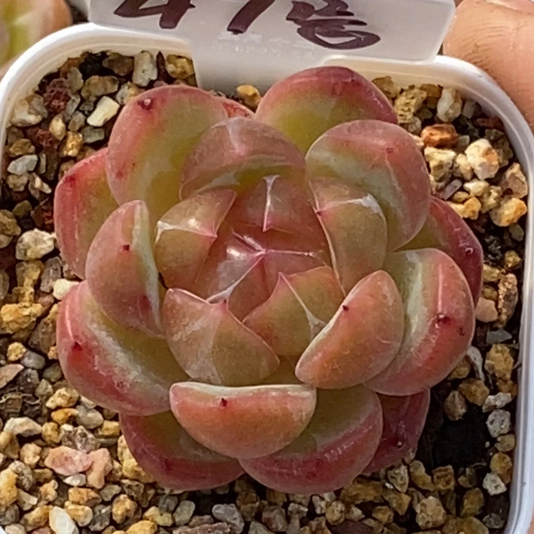 天官赐福百无禁忌