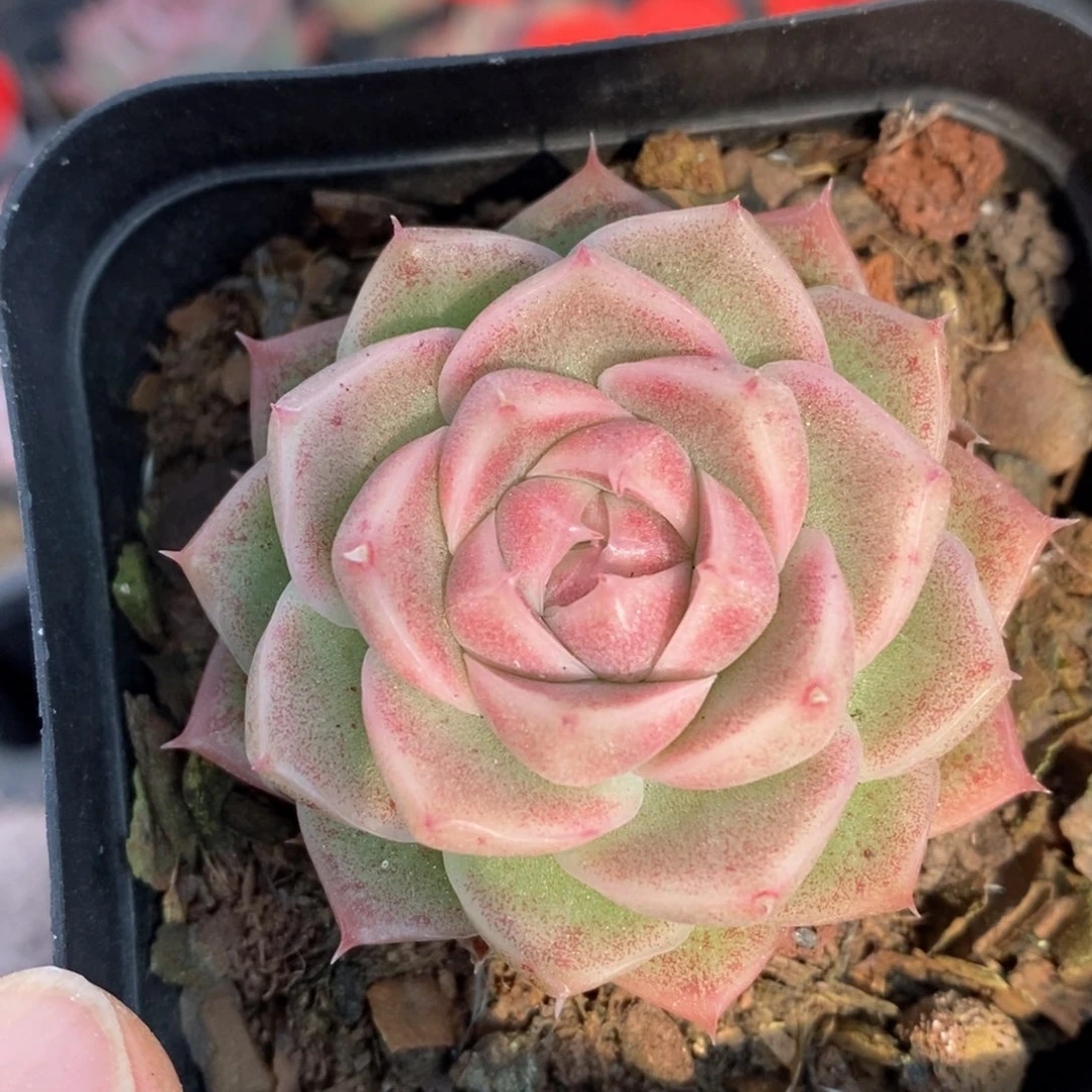 精品多肉一物一拍24