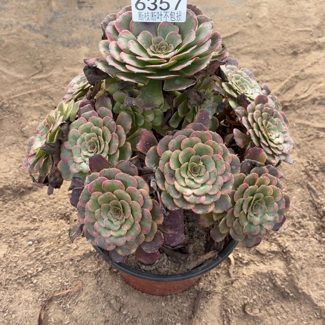R. 6357黑金刚处理多肉