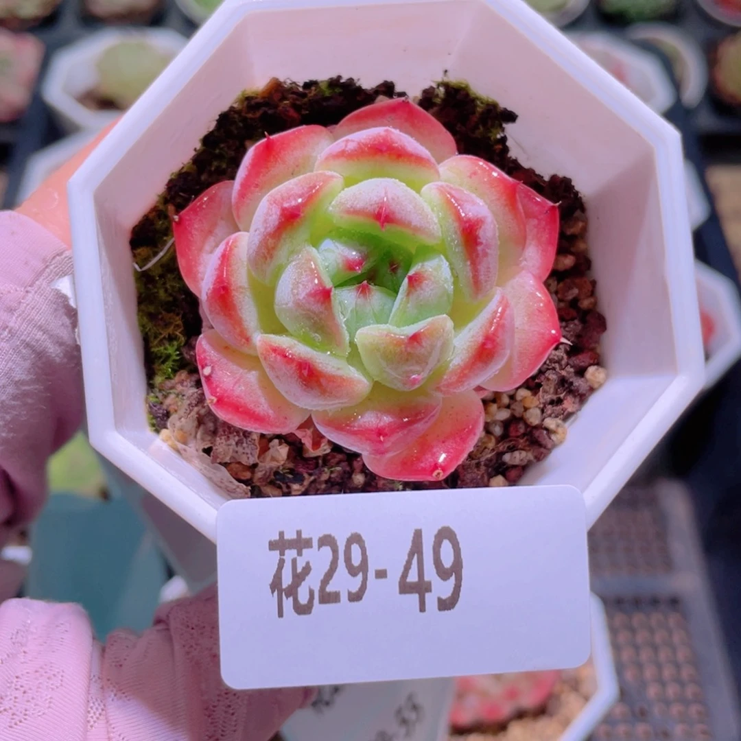 花利美29-49精选糖心