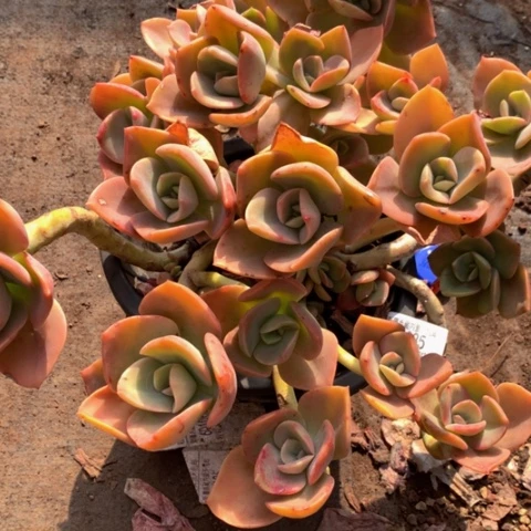 蜂*浆1385鹤氏多肉