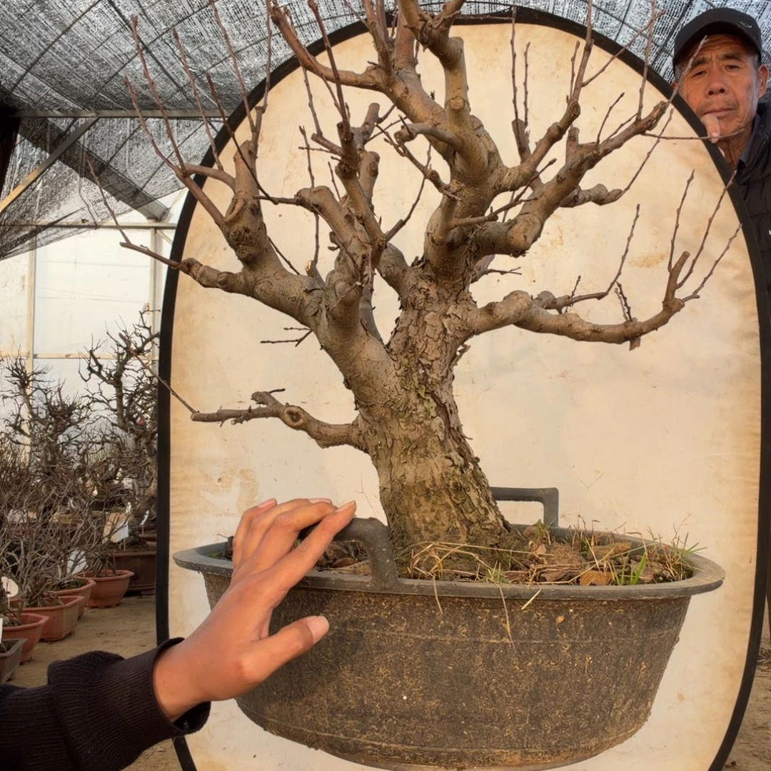 无花朵海棠花开了吗我的天