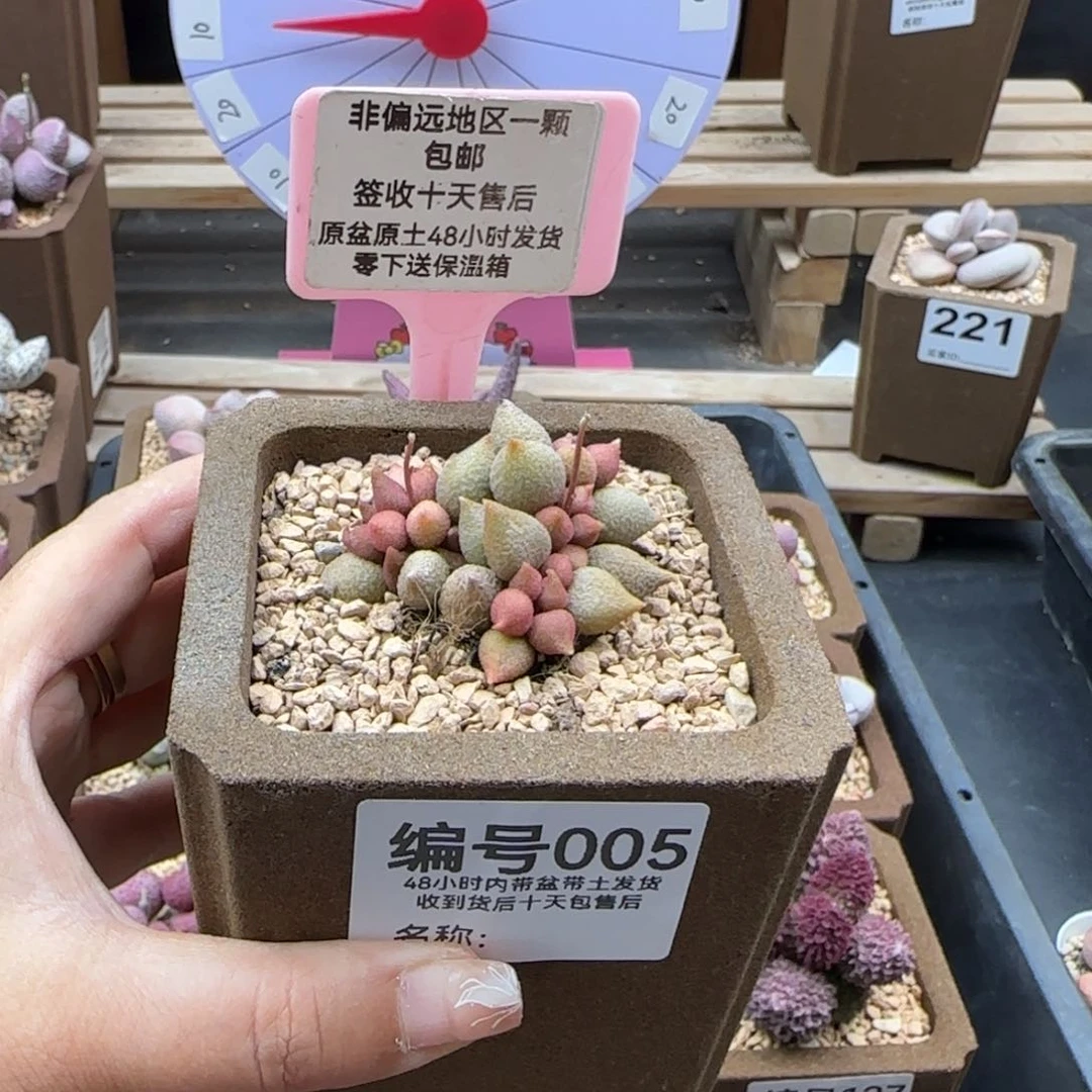 005小辣椒多肉植物