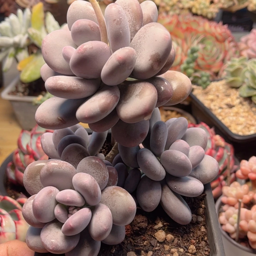 【闪购商品】1588秋美人