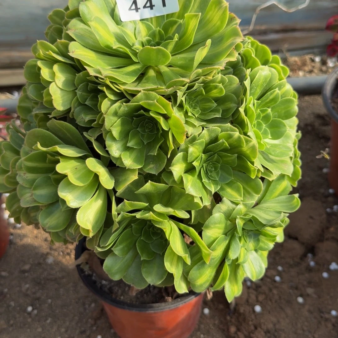 441翡翠琉璃。多肉植物