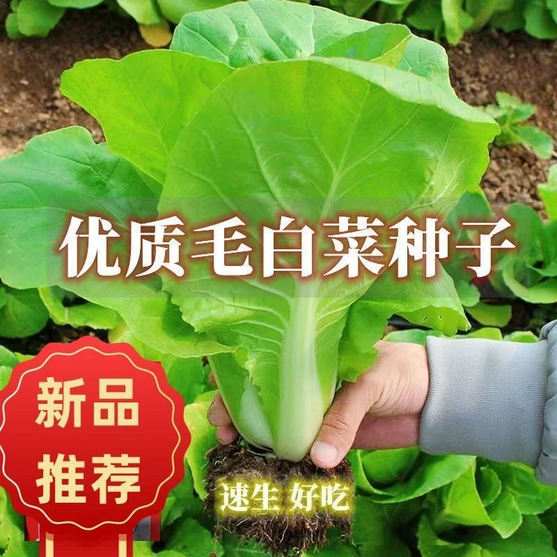 【毛白菜种子】四季速生奶油快菜春夏秋冬蔬菜种子
