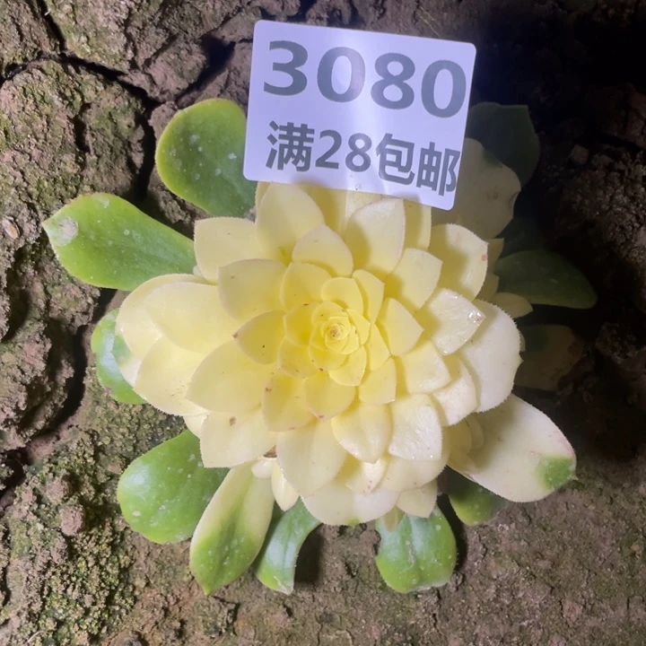 3080雪莲多肉一号棚M