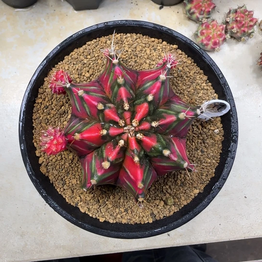 泰系实生潘色米哈锦