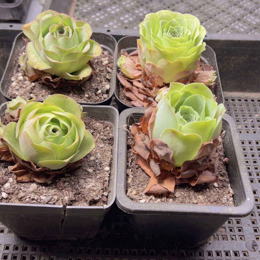 570 侧牙掉了不包损无售后