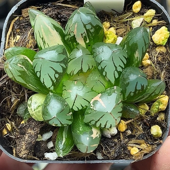 118双头红太阳玉露锦