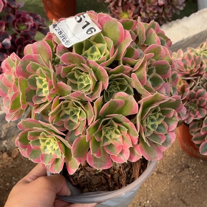 多肉植物白凤法师516