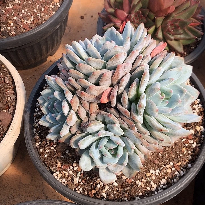 美肉特价活动开始啦