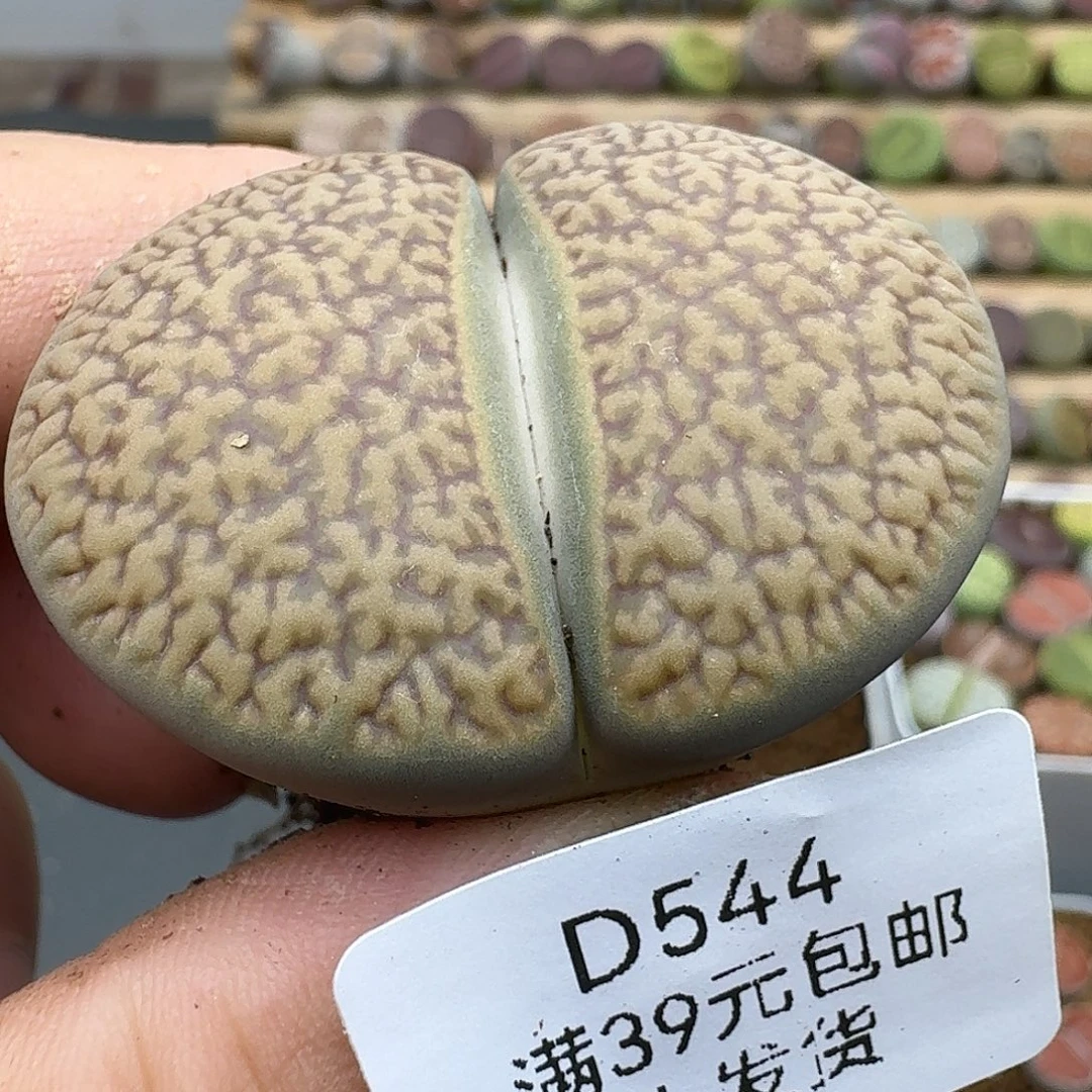 544多肉hhhhhhhh哈哈哈哈