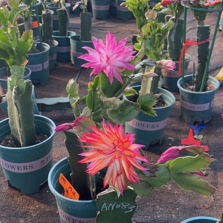 小***京20号083红色00000000000