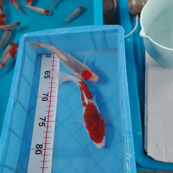 海水顺丰包邮开箱包活1