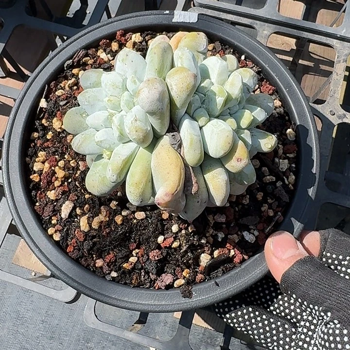 牛*果拇指仙女杯多肉植物