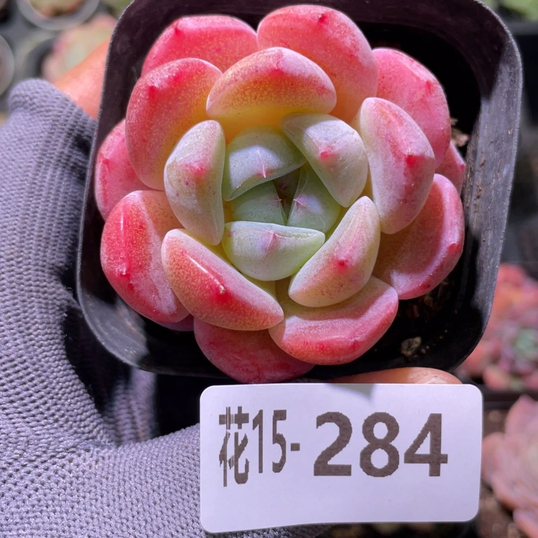 花利美15-284冰糖