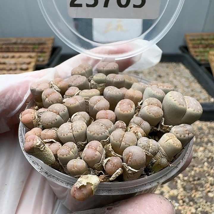 23705清框特价C162A饼干