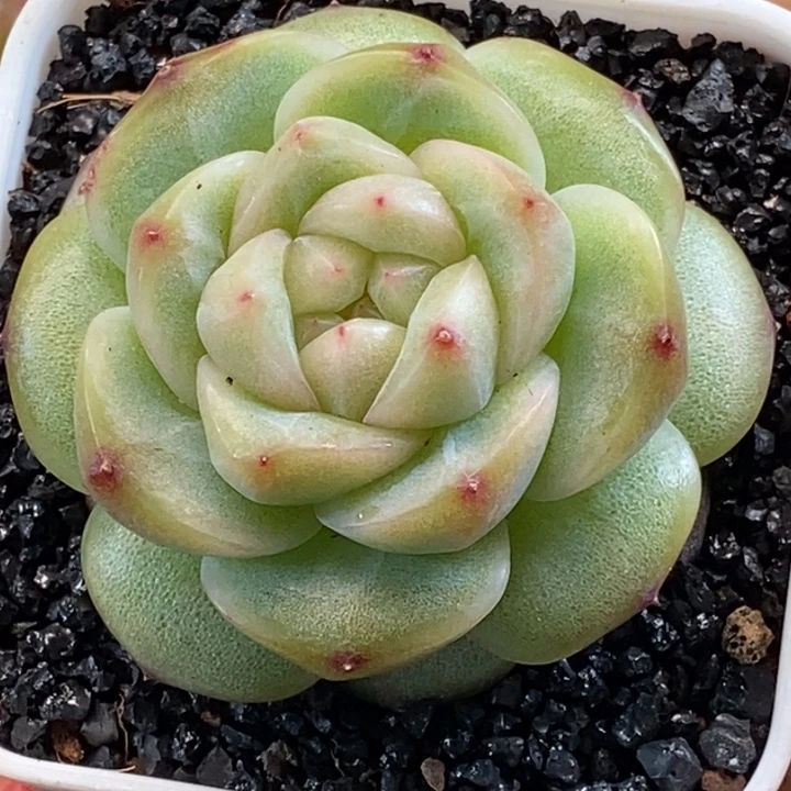 天官赐福百无禁忌