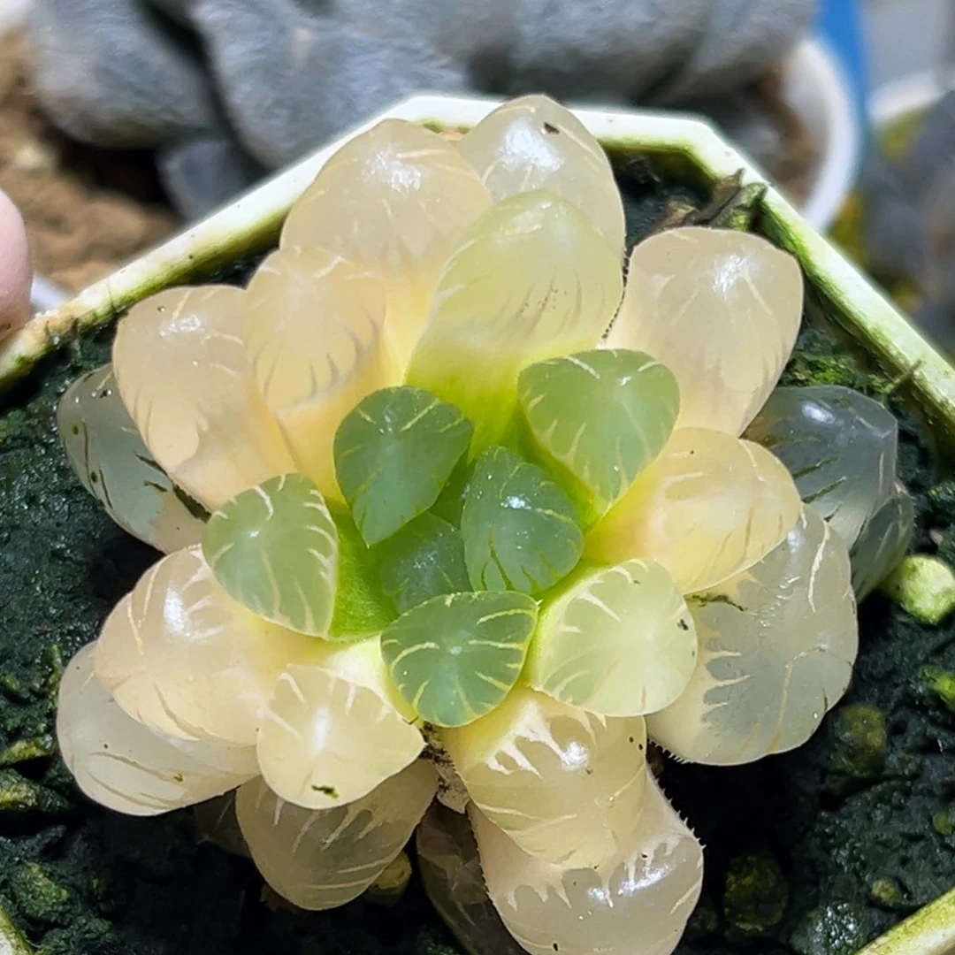 恭喜发财大吉大利608
