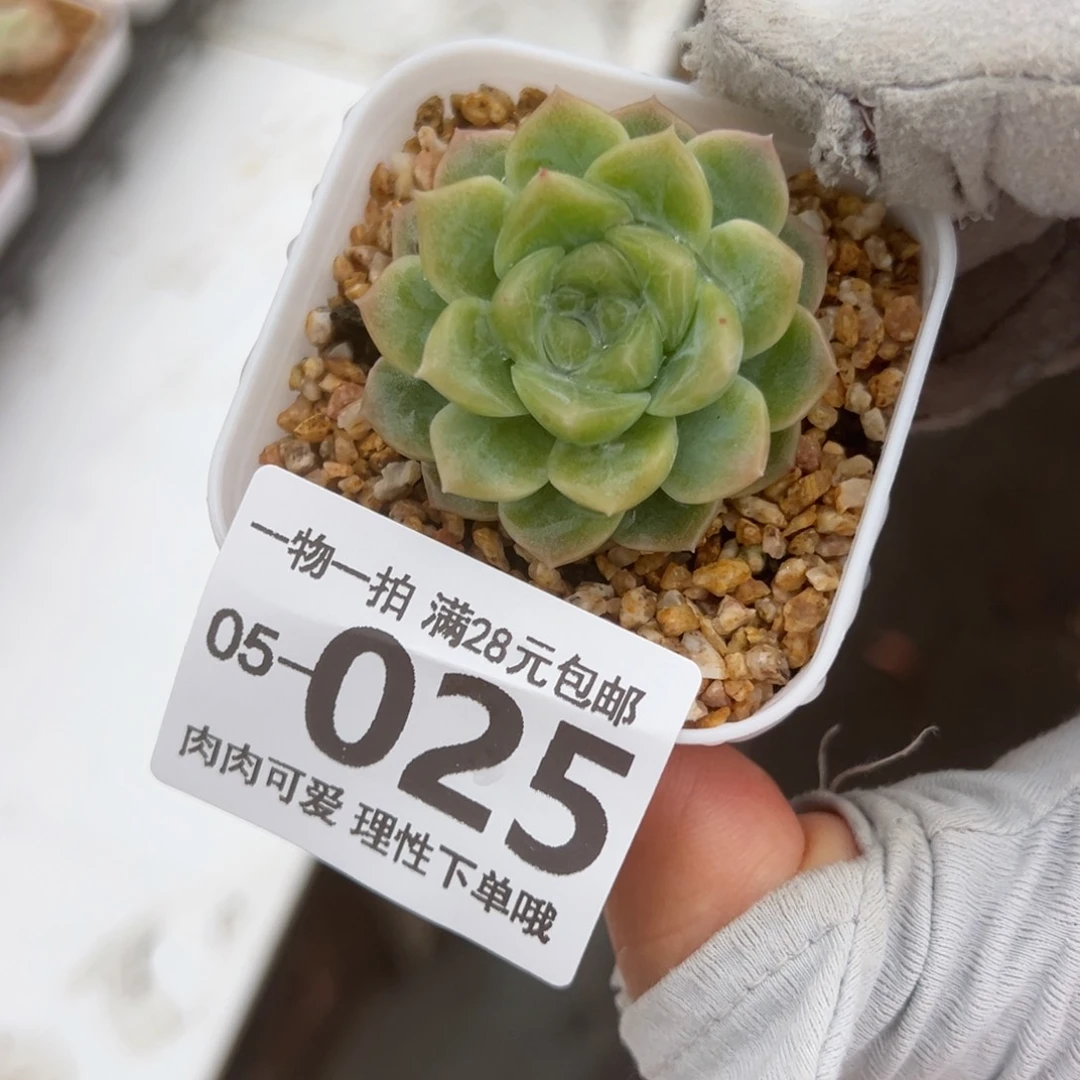 无尽灯多肉多肉多肉多肉