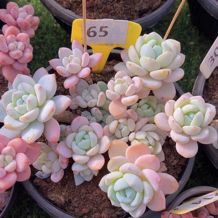 健健康康平平安安