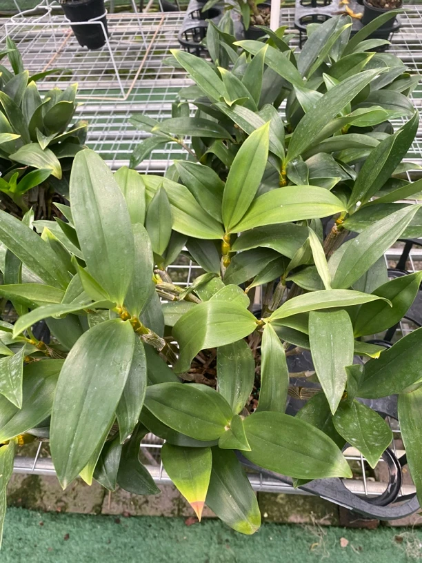 蜜球花石斛壮苗带花（花色是密花球花的中间色）