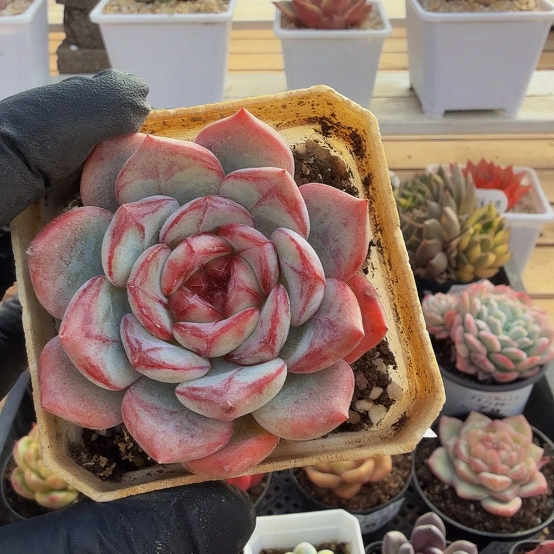 1129-84长相思单头