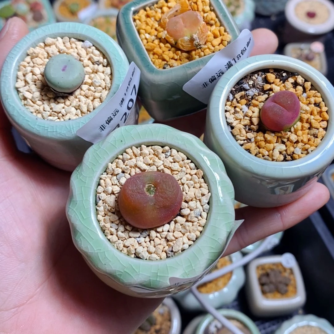 毛*毛7263-4盆换方盆