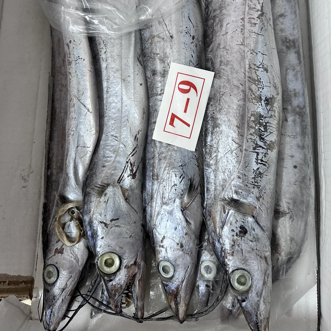 A7-9精品带鱼舟山带鱼东海三指以上宽顺丰到家