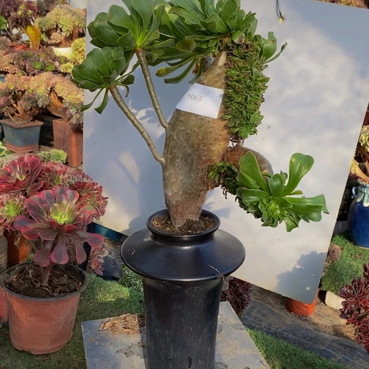 完全开放8065号绿法师缀化1颗