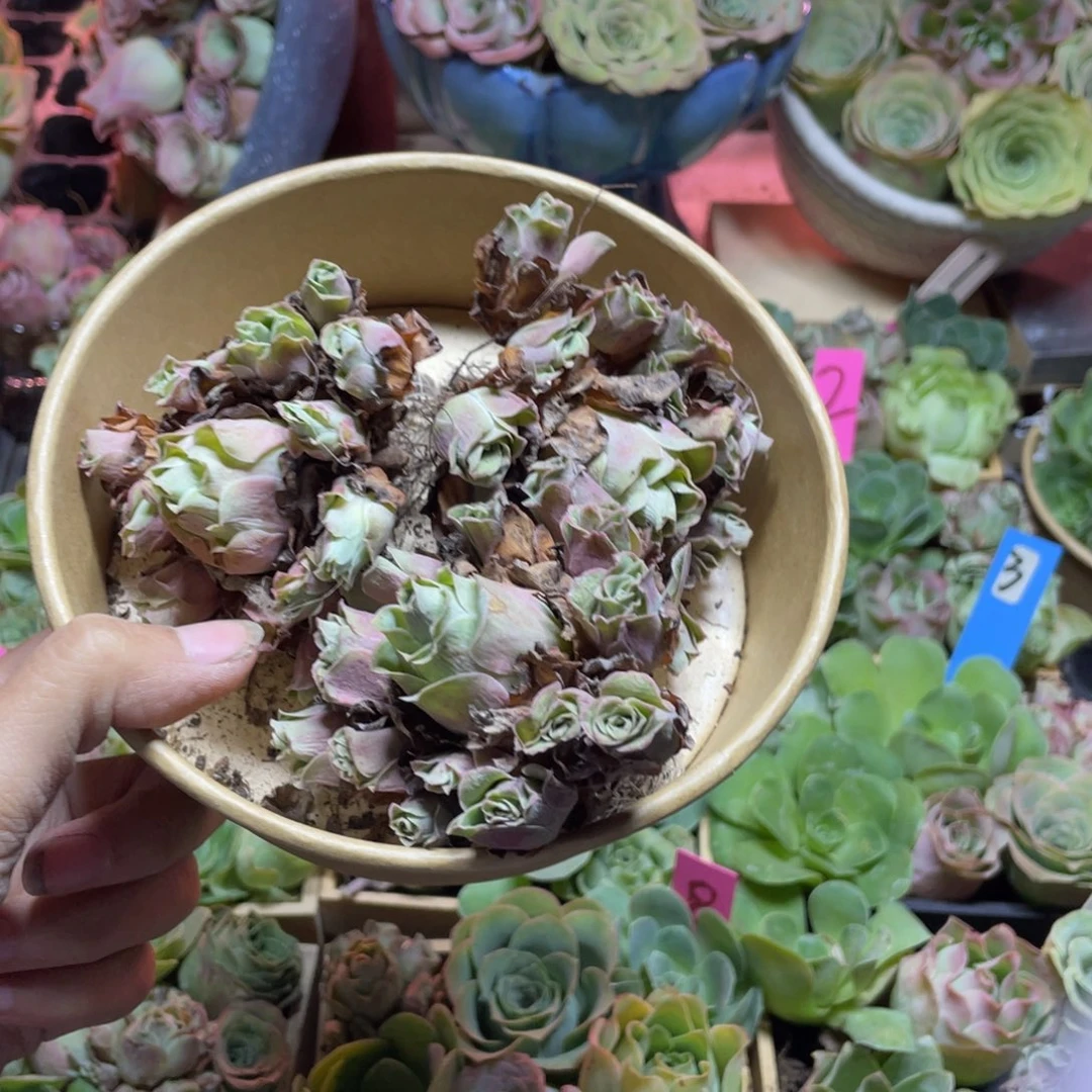 甜***豆多肉植物山地玫瑰255璎珞3颗