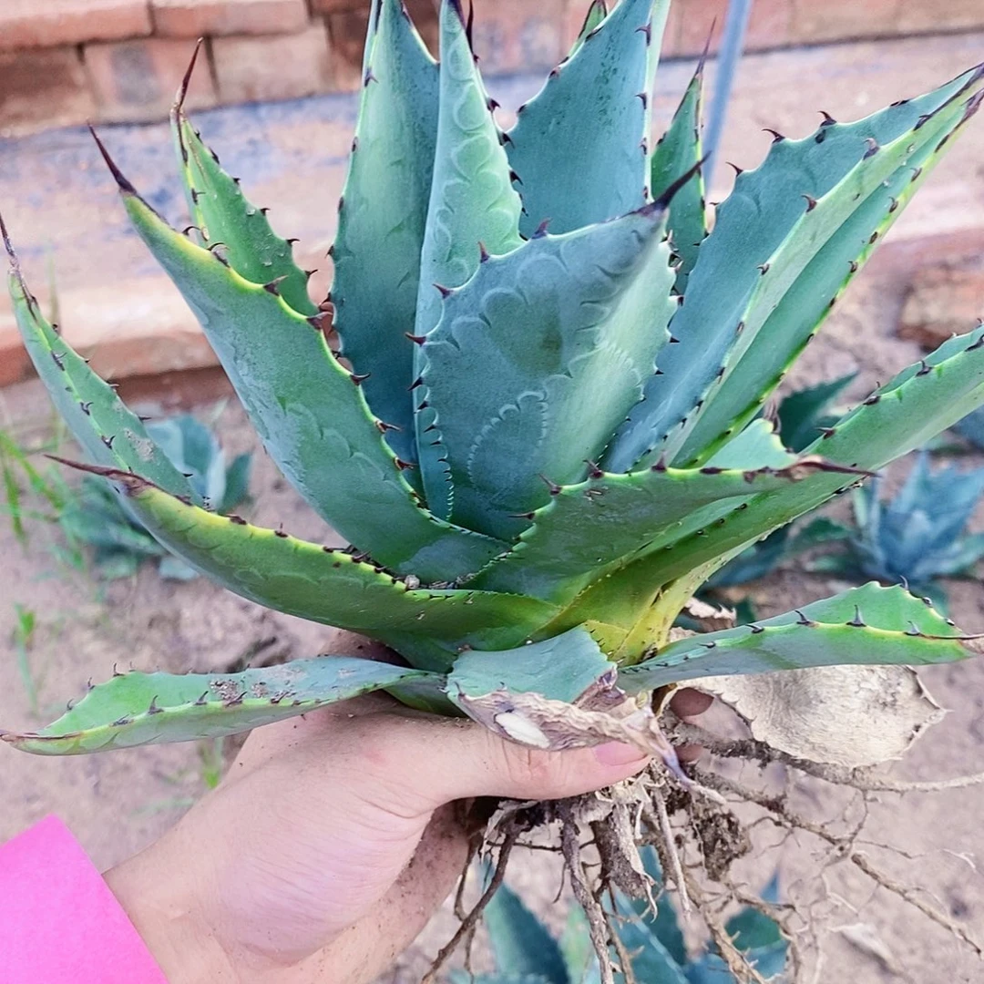 概***计1615龙舌兰一颗11111