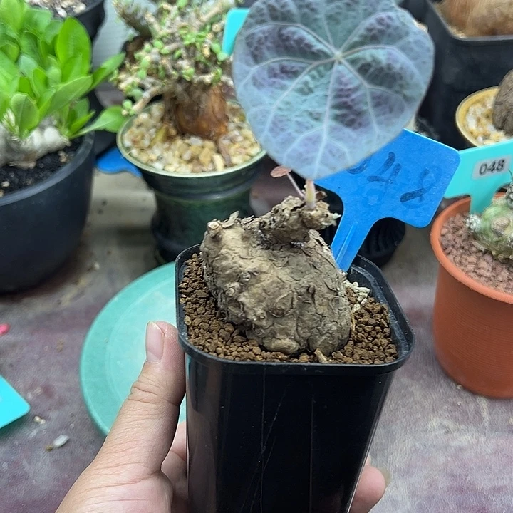 米***狂一叶龟产地多肉植物