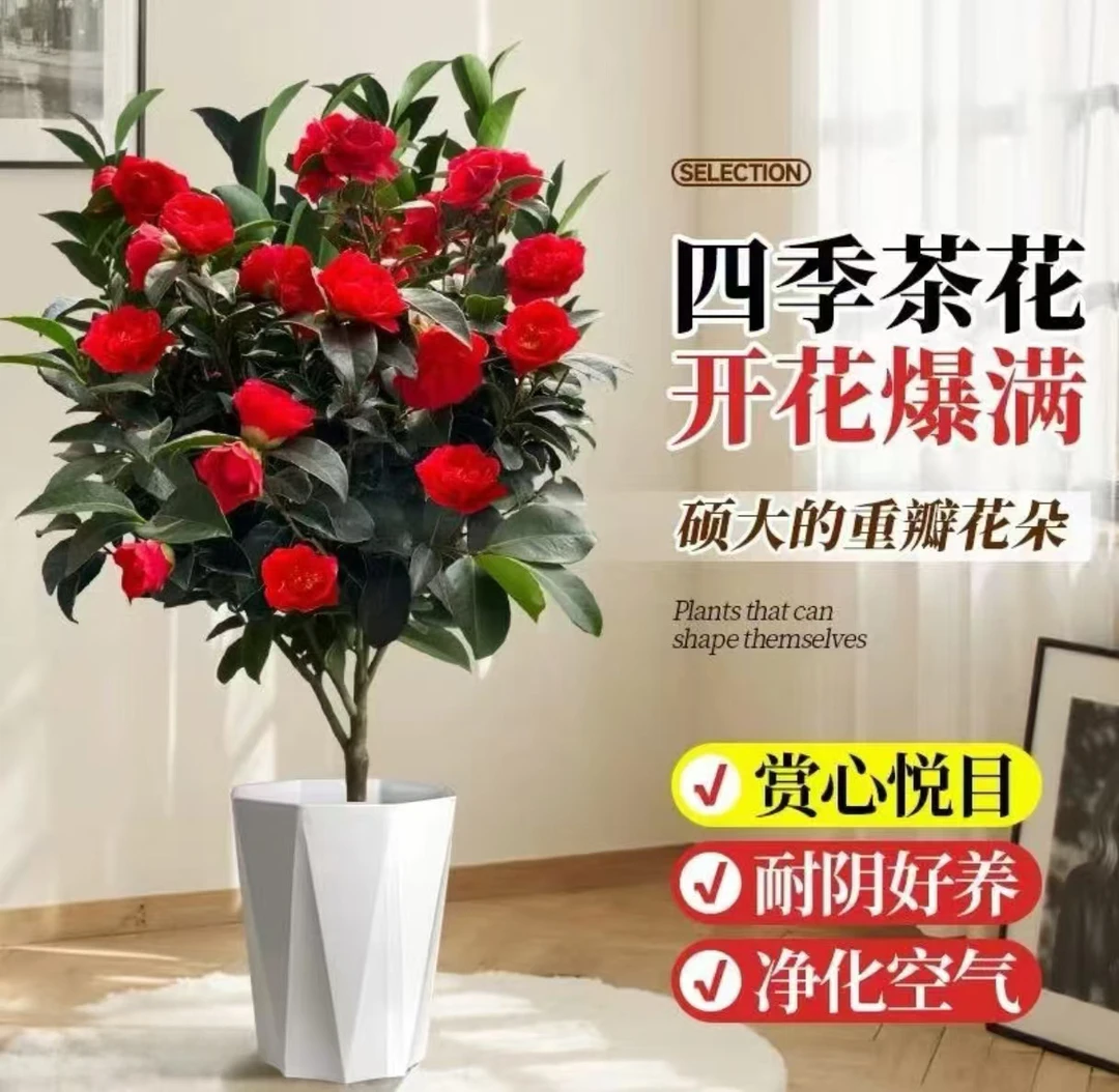 大红色重瓣茶花盆栽香妃克瑞墨茶花树苗带花苞耐寒四季常青