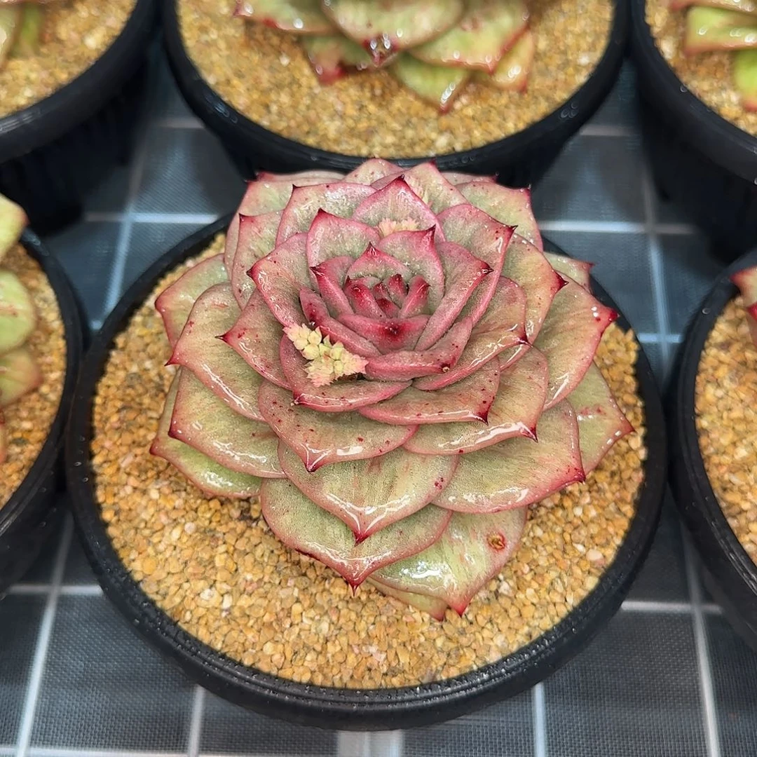 清****༇从前慢花园精选蔷薇