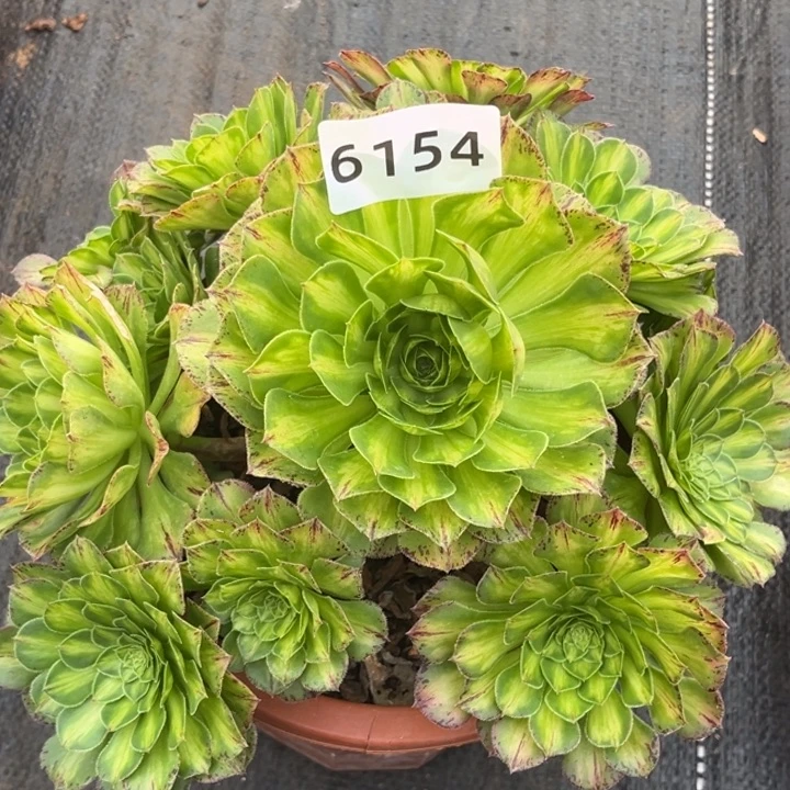 知否特价多肉发货