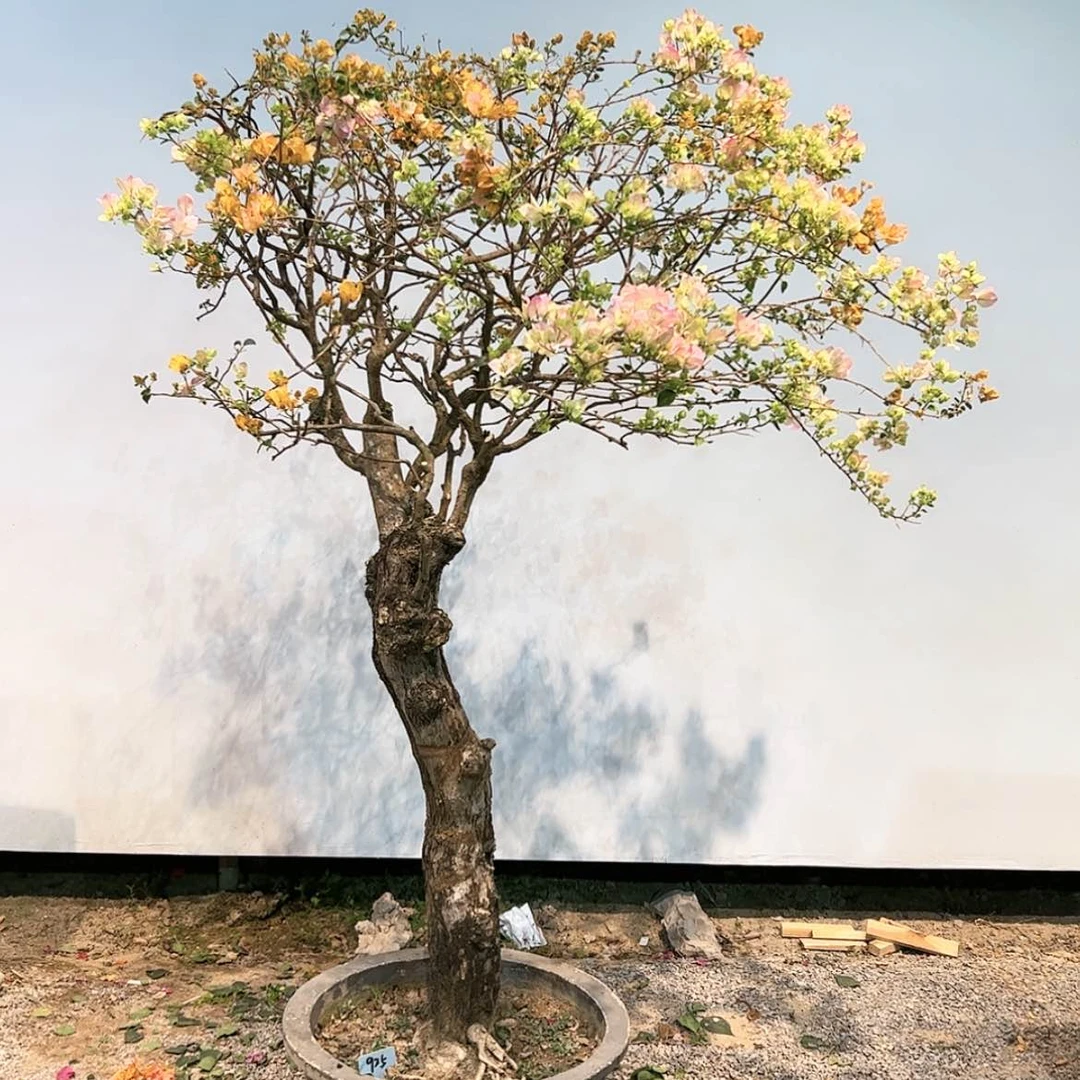 【闪购商品】A a925