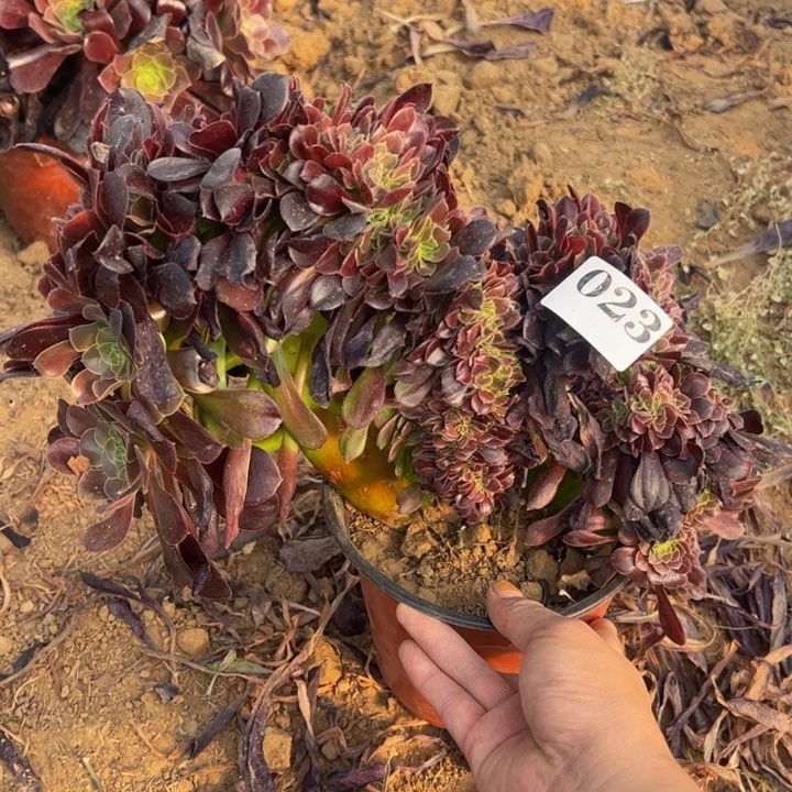 欧缀多肉植物023