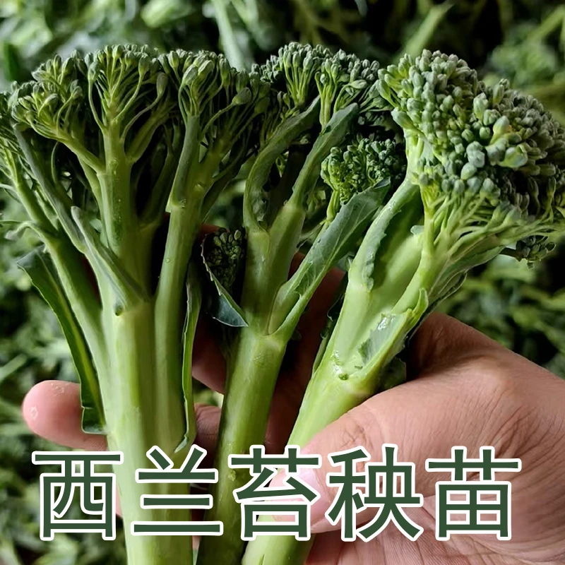西兰苔秧苗牛心绿紫孢子紫甘蓝西兰花松花生菜苔蔬菜苗子带土发货