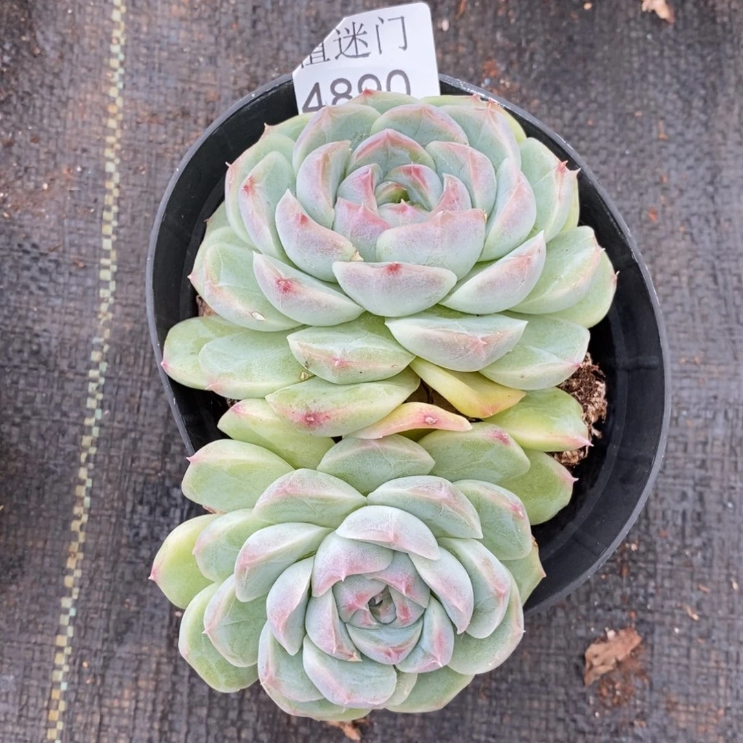 陈***糖杂交精品多肉4890~12厘米