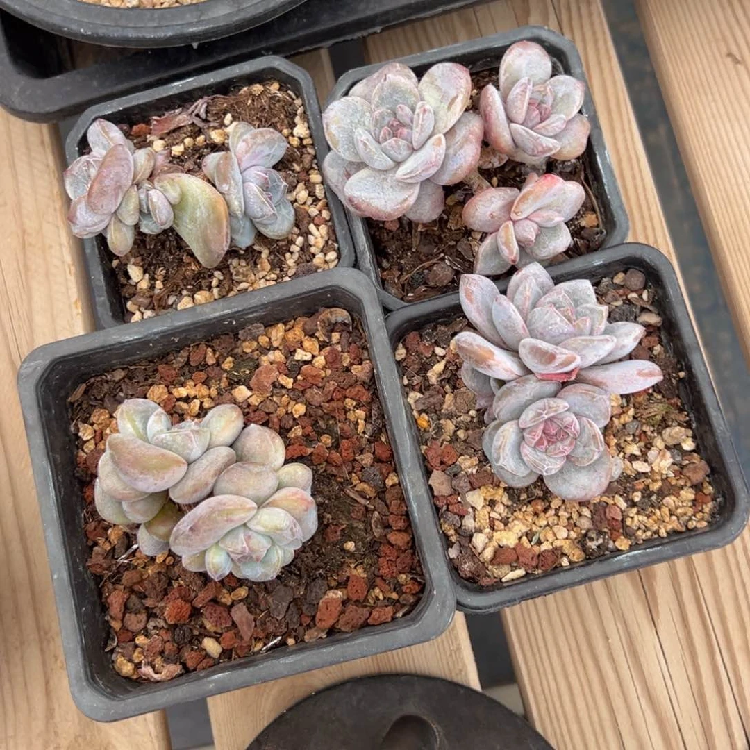 稳*-新年快乐 新年快乐