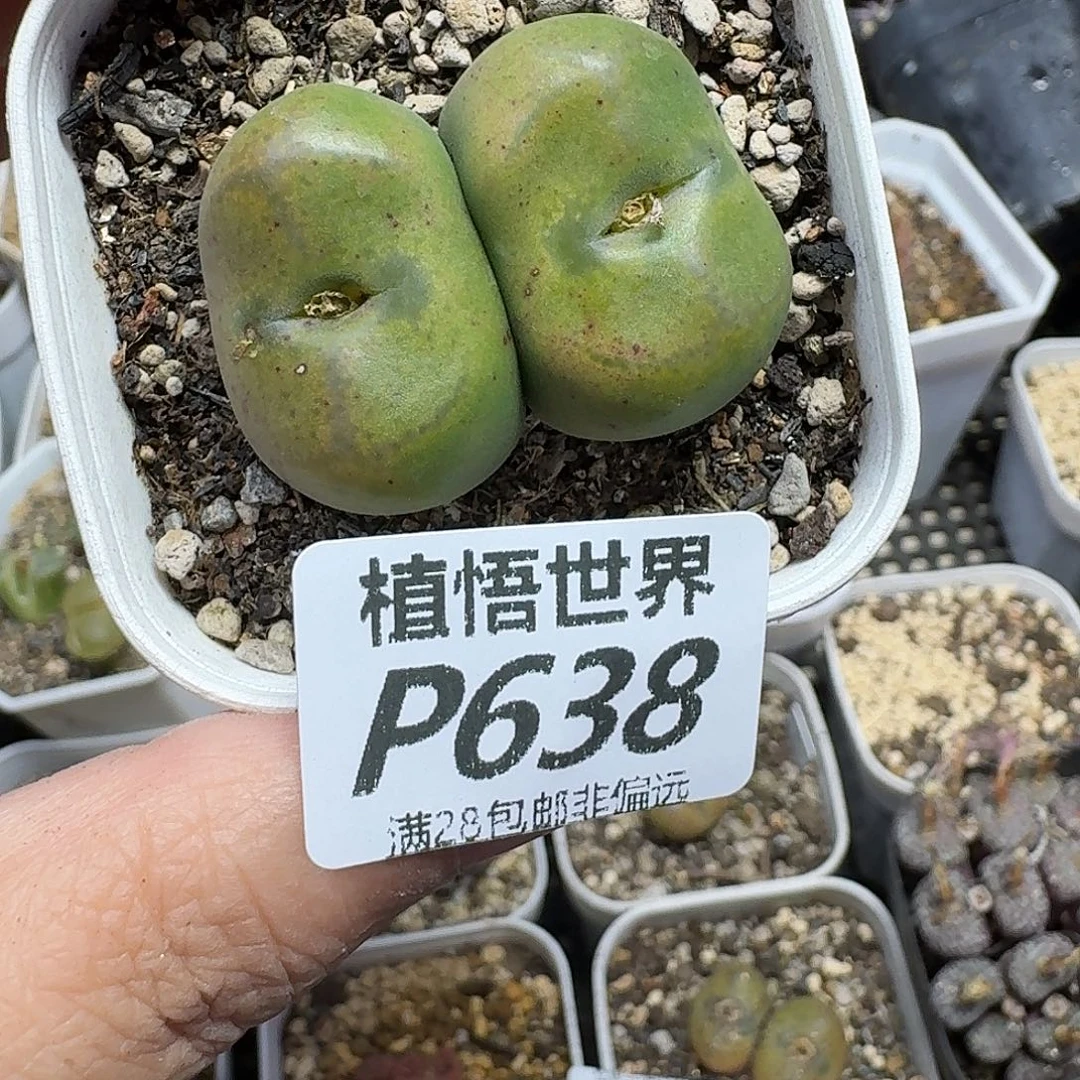 多肉植物的人生ghhnj