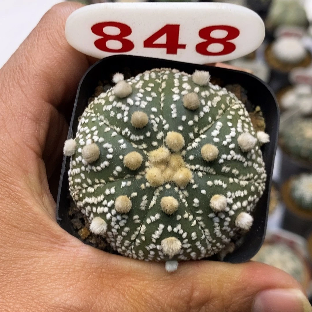 848福利特价来了哦亲