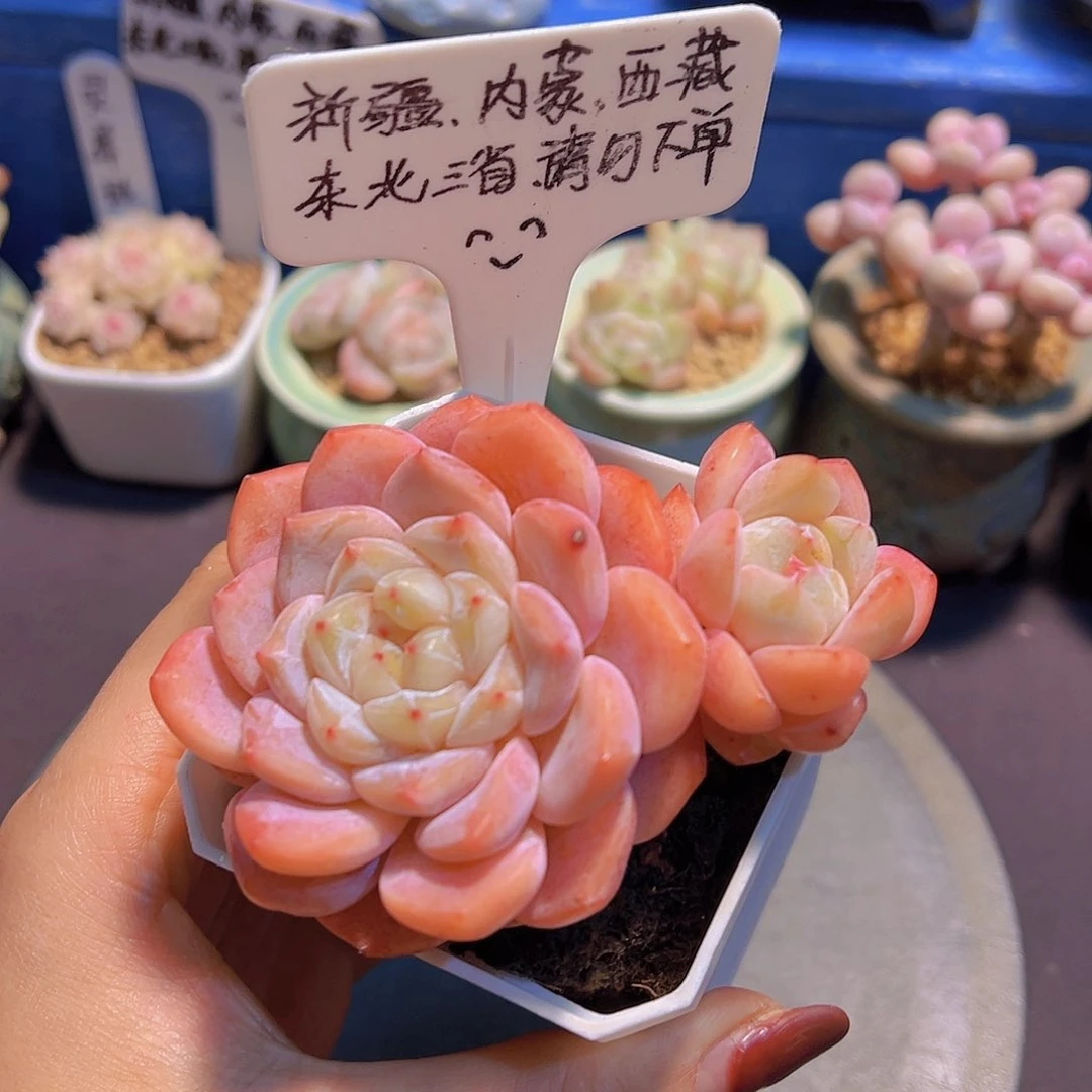 雪魄，裸根发货……