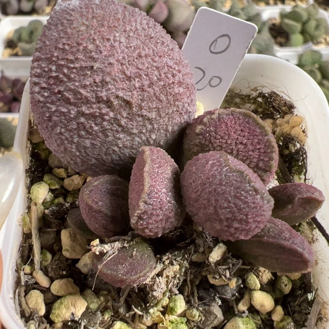 实生新品大苗多肉植物水泡