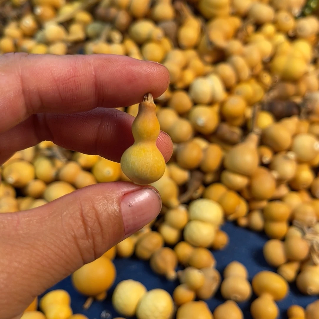 阳*下葫芦葫芦吊坠项链