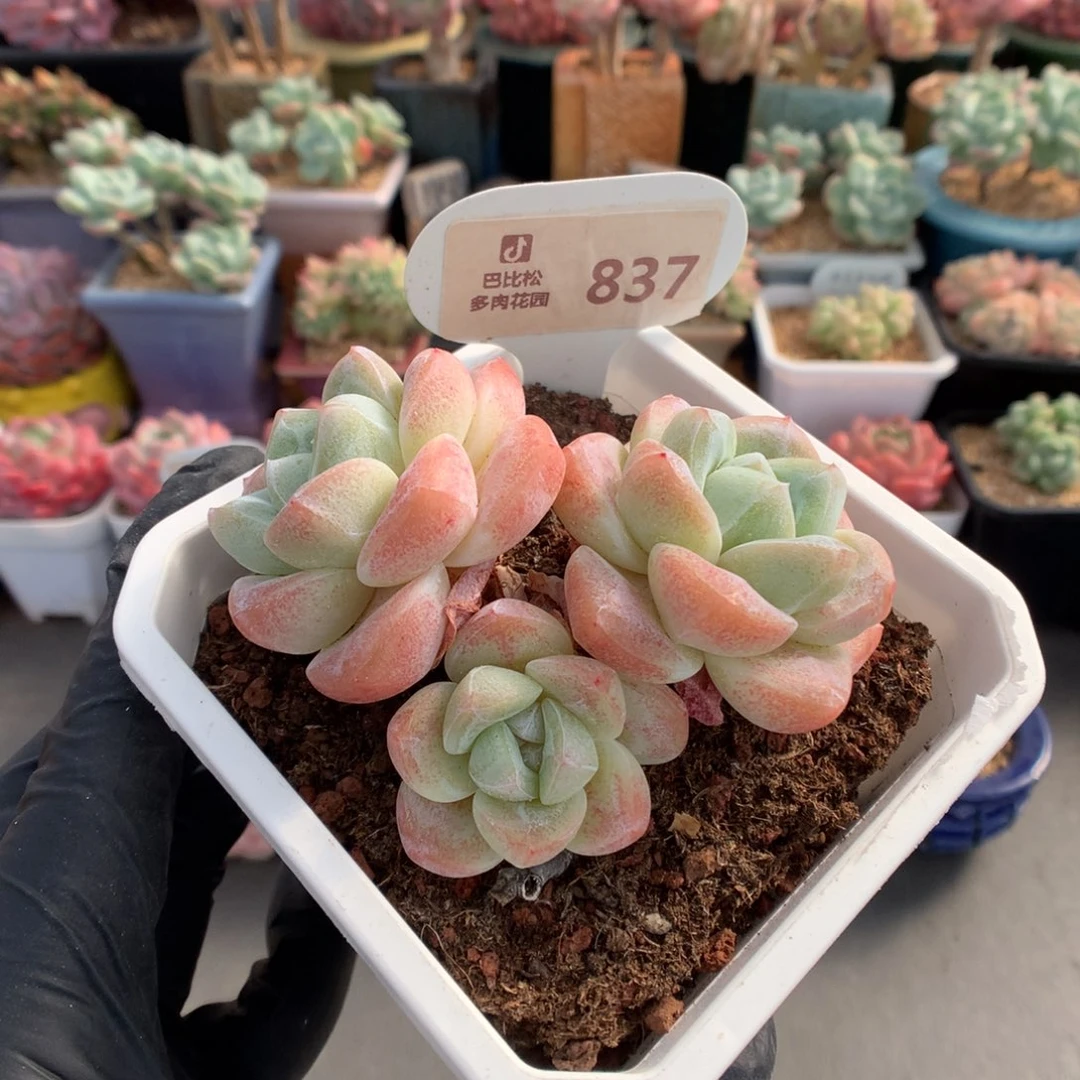 837 特价老桩冰玉福利拍