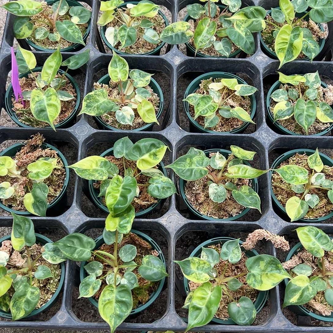 完全开放橙炳锦随机发货不售后222